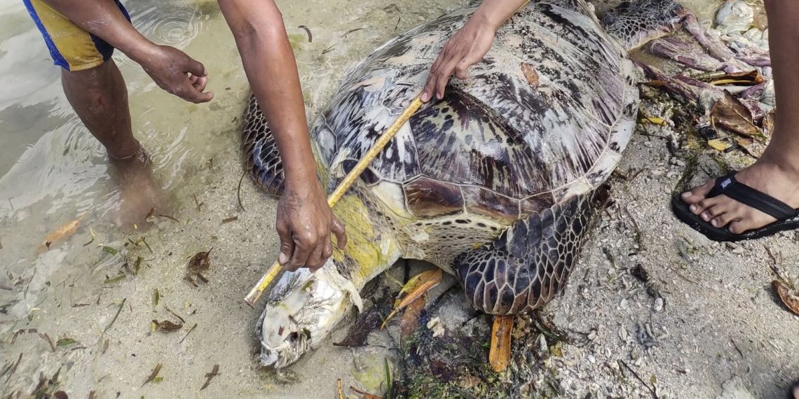Patay na pawikan, natagpuan sa Gargantos Beach