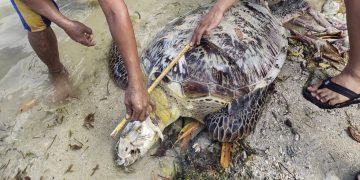Patay na pawikan, natagpuan sa Gargantos Beach