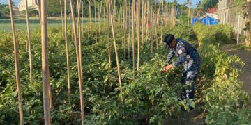 BJMP promotes sustainable agriculture in 19 jail facilities in MIMAROPA