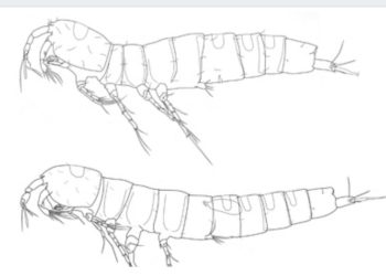Natuklasang crustacean sa Sibuyan ipinangalan sa Romblon environmentalist