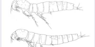 Natuklasang crustacean sa Sibuyan ipinangalan sa Romblon environmentalist