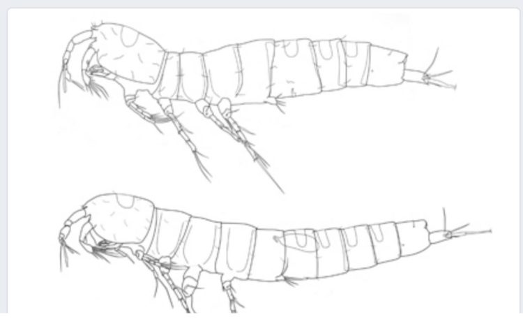Natuklasang crustacean sa Sibuyan ipinangalan sa Romblon environmentalist