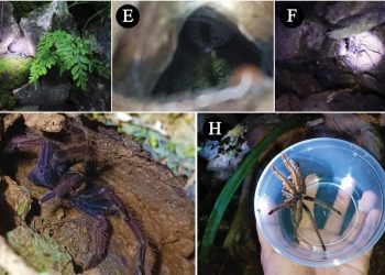 UST researchers discovers new tarantula species in Romblon