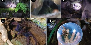 UST researchers discovers new tarantula species in Romblon