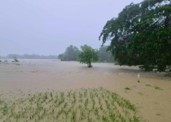 P57.5-M pinsala sa agrikultura, iniulat sa Occidental Mindoro dahil sa Habagat