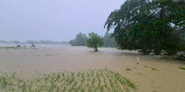 P57.5-M pinsala sa agrikultura, iniulat sa Occidental Mindoro dahil sa Habagat