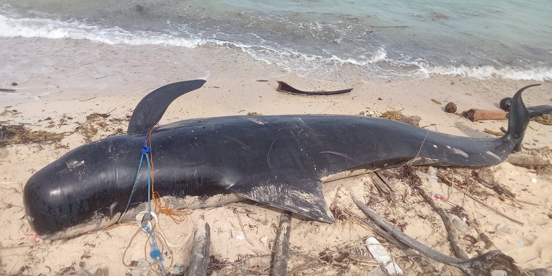 Patay na Pilot Whale, natagpuan sa baybayin ng Santa Fe, Romblon