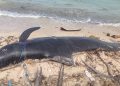 Patay na Pilot Whale, natagpuan sa baybayin ng Santa Fe, Romblon