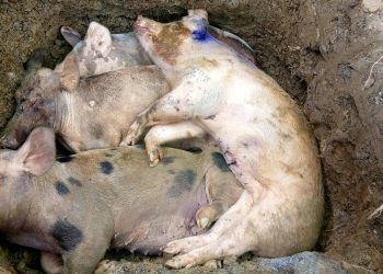 ASF, kumpirmadong sanhi ng pagkamatay ng mga baboy sa Romblon, Romblon
