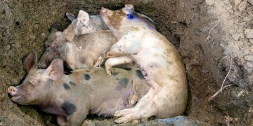 ASF, kumpirmadong sanhi ng pagkamatay ng mga baboy sa Romblon, Romblon