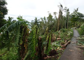Mahigit ₱5.3 Milyon, pinsala sa agrikultura at kabuhayan sa Sibale dahil kay ‘Opong’