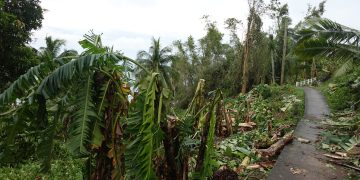 Mahigit ₱5.3 Milyon, pinsala sa agrikultura at kabuhayan sa Sibale dahil kay ‘Opong’