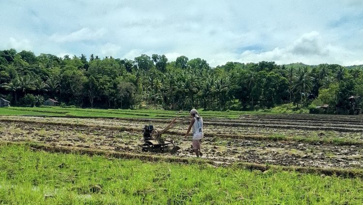 Ayuda sa rice farmers sa Romblon para sa 2025, hinihintay pa ng mga magsasaka
