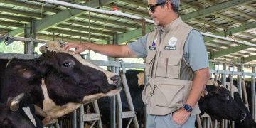 DA-National Dairy Authority, nais palakasin ang lokal na paggagatas sa Romblon