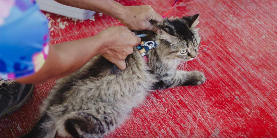 Higit 70 aso’t pusa, nabakunahan sa anti-rabies drive sa Odiongan
