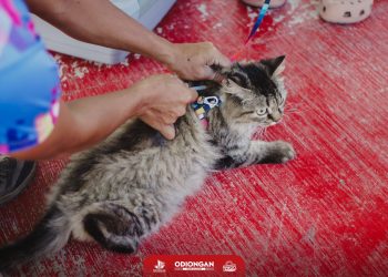 Higit 70 aso’t pusa, nabakunahan sa anti-rabies drive sa Odiongan
