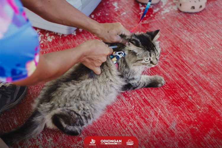 Higit 70 aso’t pusa, nabakunahan sa anti-rabies drive sa Odiongan