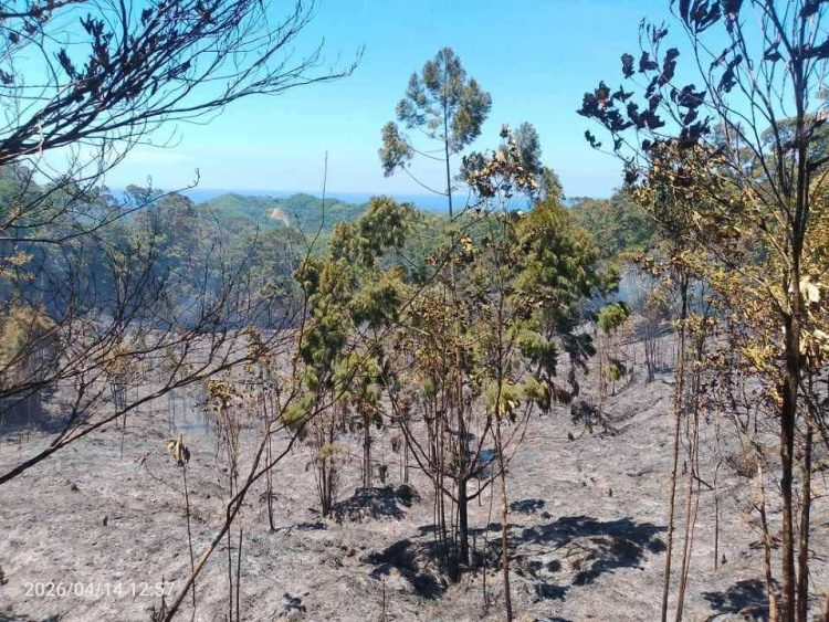 Sunog sumiklab sa Magdiwang, posibleng dulot ng pangunguha ng pukyutan