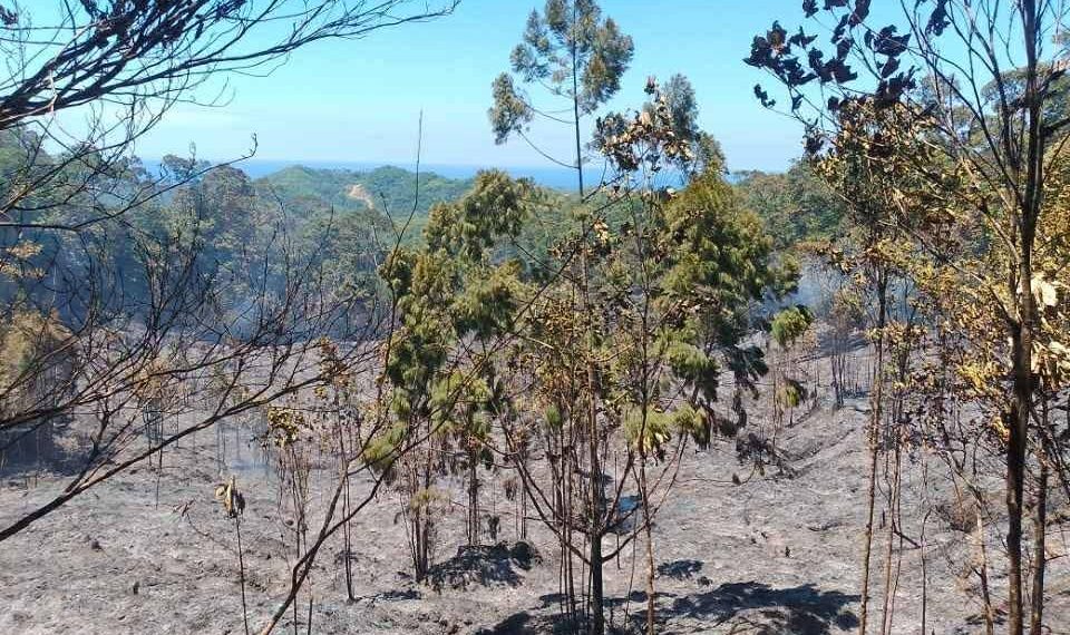 Sunog sumiklab sa Magdiwang, posibleng dulot ng pangunguha ng pukyutan