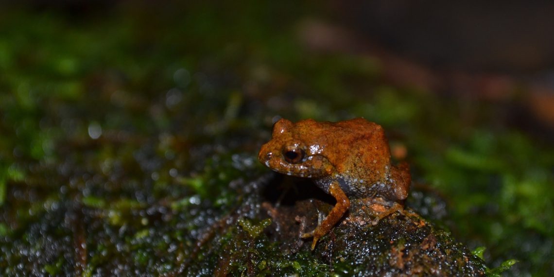 “P. guiting,” bagong species ng maliit na palaka, nadiskubre sa Romblon