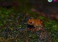 “P. guiting,” bagong species ng maliit na palaka, nadiskubre sa Romblon