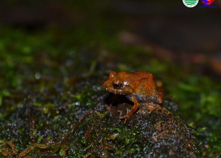 “P. guiting,” bagong species ng maliit na palaka, nadiskubre sa Romblon