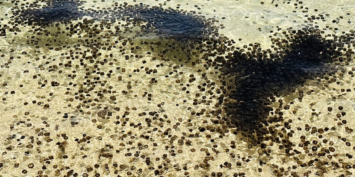 Coast Guard nagbabala sa publiko sa pagdami ng dragon thimble jellyfish sa Romblon