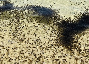 Coast Guard nagbabala sa publiko sa pagdami ng dragon thimble jellyfish sa Romblon