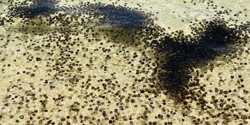 Coast Guard nagbabala sa publiko sa pagdami ng dragon thimble jellyfish sa Romblon