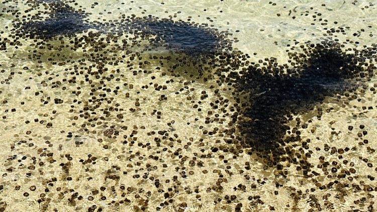 Coast Guard nagbabala sa publiko sa pagdami ng dragon thimble jellyfish sa Romblon