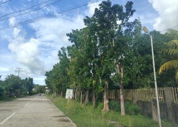 Hindi lang sa Quirino Avenue ang may mga pinutol na puno