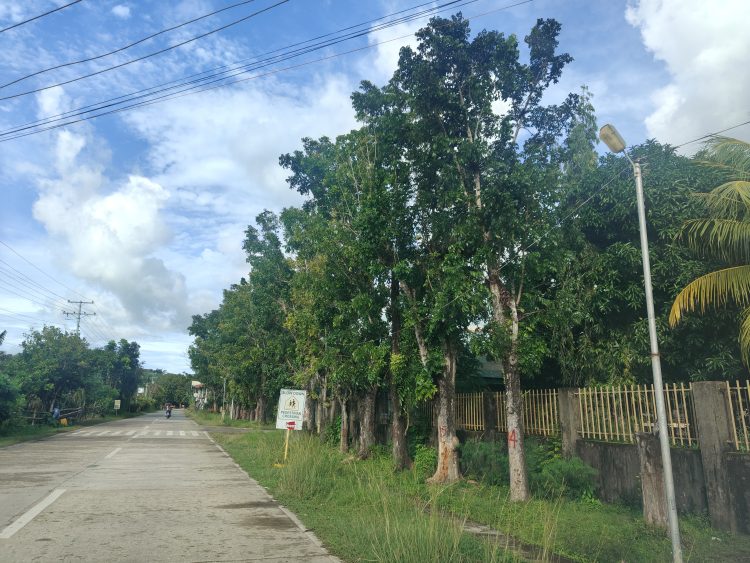Hindi lang sa Quirino Avenue ang may mga pinutol na puno
