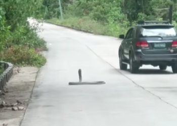 PHO Romblon, bibili ng anti-venom kasunod ng mga ulat ng king cobra sightings sa lalawigan