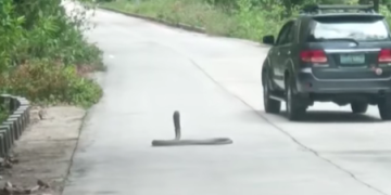 PHO Romblon, bibili ng anti-venom kasunod ng mga ulat ng king cobra sightings sa lalawigan