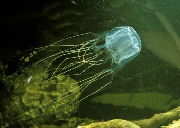 BFAR nagbabala laban sa ‘box jellyfish’ sa ilang karagatan ng Romblon at MIMAROPA