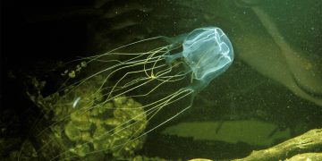 BFAR nagbabala laban sa ‘box jellyfish’ sa ilang karagatan ng Romblon at MIMAROPA