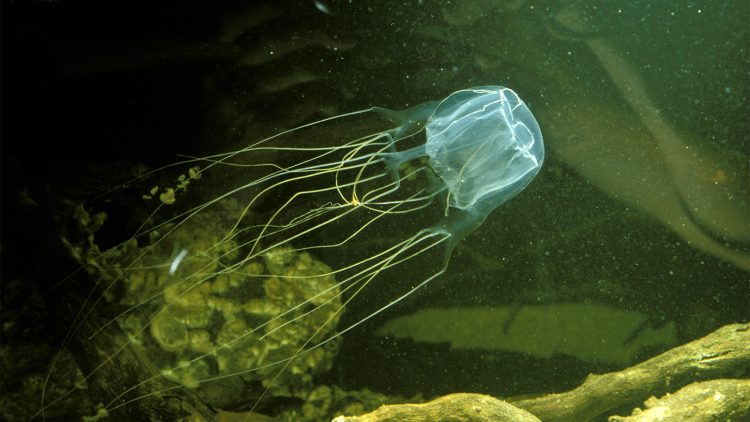 BFAR nagbabala laban sa ‘box jellyfish’ sa ilang karagatan ng Romblon at MIMAROPA