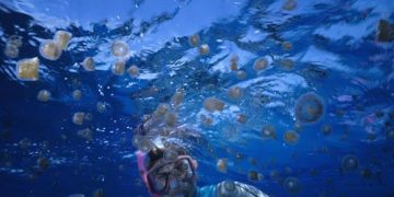 Publiko pinag-iingat sa pagdami ng mga thimble jellyfish sa karagatan ng Romblon