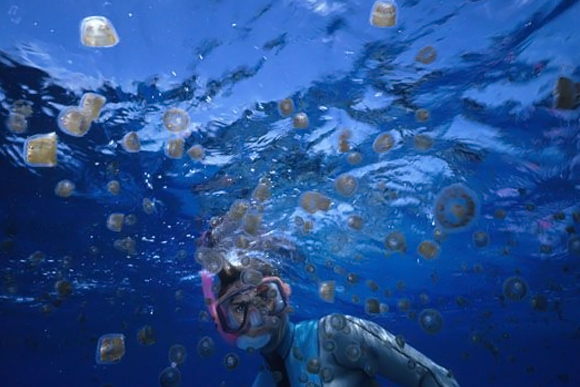 Publiko pinag-iingat sa pagdami ng mga thimble jellyfish sa karagatan ng Romblon