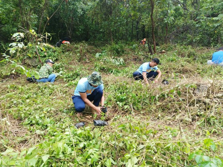 Mga LGU sa Romblon nagsagawa ng tree planting, mangrove planting para sa Philippine Arbor Day