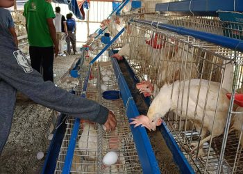 DA-SAAD nagkaloob ng ₱725-K agricultural assistance sa samahan ng mga magsasaka sa Alcantara