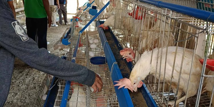 DA-SAAD nagkaloob ng ₱725-K agricultural assistance sa samahan ng mga magsasaka sa Alcantara