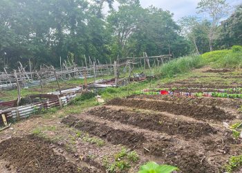 Libertad NHS pinalalakas ang school garden para suportahan ang feeding program