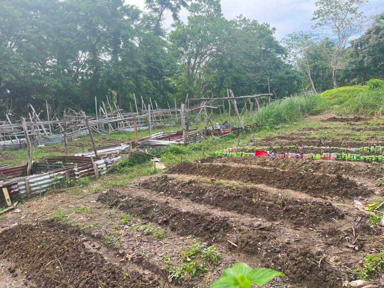Libertad NHS pinalalakas ang school garden para suportahan ang feeding program