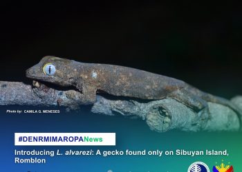 Bagong endemic gecko species natuklasan sa Sibuyan Island