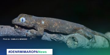 Bagong endemic gecko species natuklasan sa Sibuyan Island