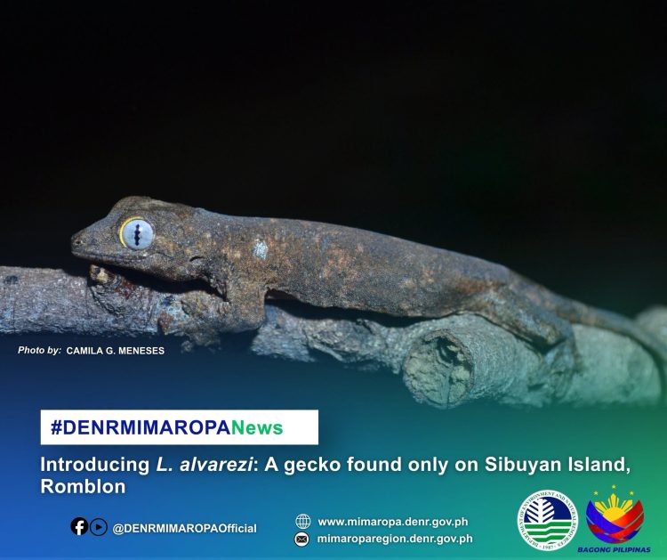 Bagong endemic gecko species natuklasan sa Sibuyan Island