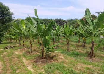 Odiongan pinalalawak ang produksyon ng Lakatan para palakasin ang kabuhayan ng mga magsasaka