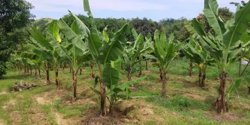 Odiongan pinalalawak ang produksyon ng Lakatan banana para palakasin ang kabuhayan ng mga magsasaka
