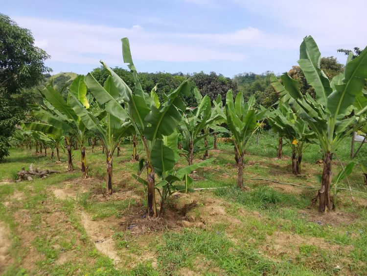 Odiongan pinalalawak ang produksyon ng Lakatan banana para palakasin ang kabuhayan ng mga magsasaka
